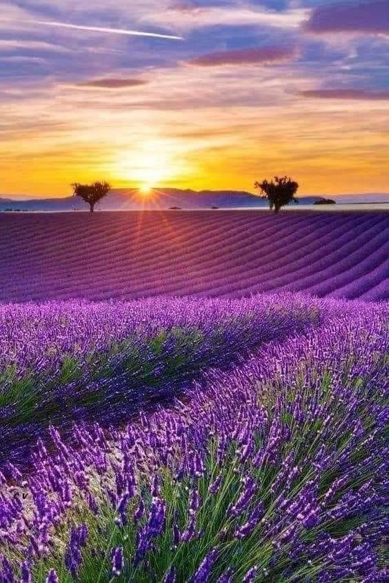 Lavender fields.