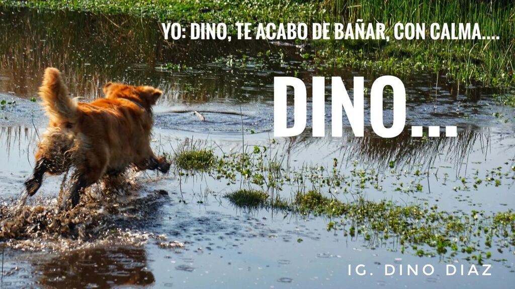 ventrux's tweet photo. Yo: Dino, te acabo de bañar, con calma.
Dino: Claro humano... 🐶🤣😂🐕🦺
#goldenretriever #mexico #dog #perros #instadogs #perrosdeinstagram #tijuana #playasdetijuana #perrosfelices #donfaluchopaseoscaninos #caminatascaninas #ilovemydogs #dogsofinstagra… https://t.co/NLyKXBykRJ https://t.co/TkT02IzpwR