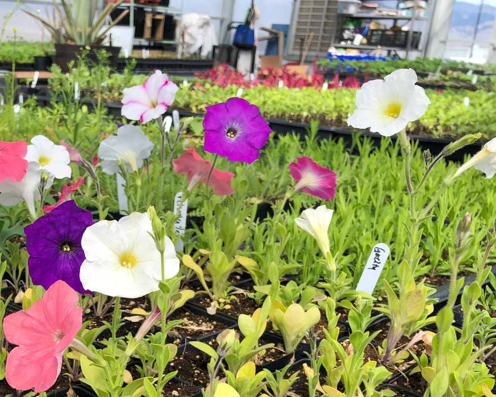 Come get flowers, veggies, and more at the BVSD Plant Sale! This year's Plant Sale will run on May 12th, 13th, 19th, and 20th and we have over 150 varieties. Click the link below for full details! 

food.bvsd.org/plant-sale