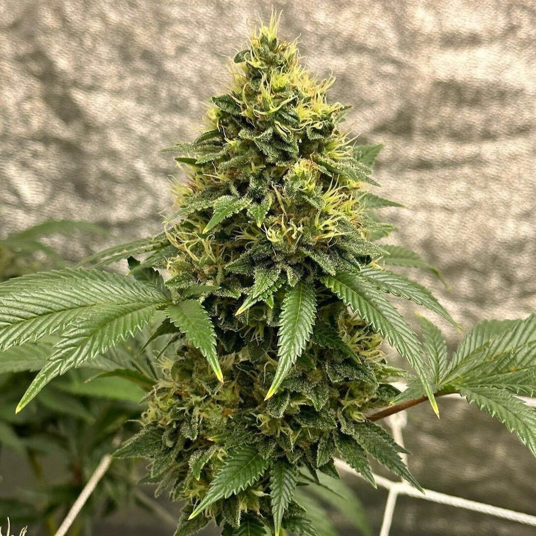 Monkey Bomb 🐵💣

Taken @ flowering day 49 🌸📸

Grown by mochi.gardens using all organic Dutch Science Nutrients blend 👨‍🌾🚿

#bombseeds #monkeybomb #dropseedsnotbombs #dutchsciencenutrients #cannalife