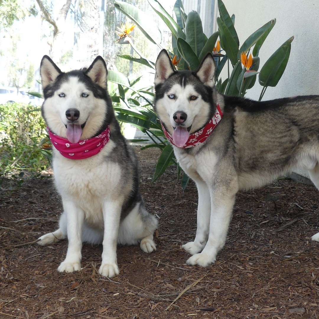 LA Animal Services tweet media