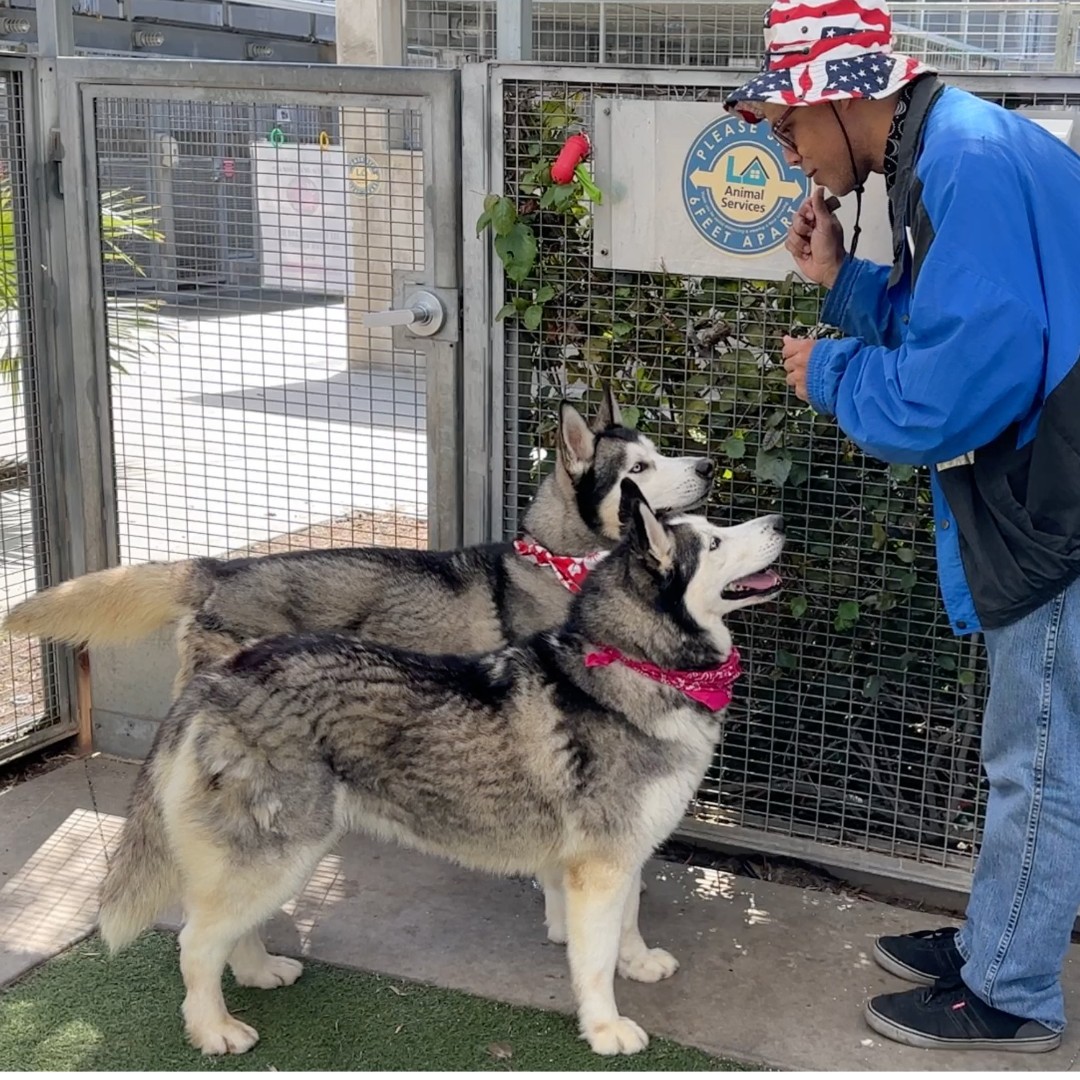 Looking for a fun, dynamic duo? Meet Tundra (#A2077770) &amp; Lola (#A1842419)! 🐶 Both pups are treat-motivated, know their sit commands, take treats gently, and are affectionate. To adopt Tundra &amp; Lola, visit our Harbor Center! Our Centers are open until 5PM w/out appointments. 🐾
