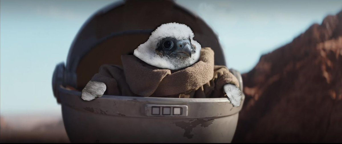 CalFalconCam tweet media