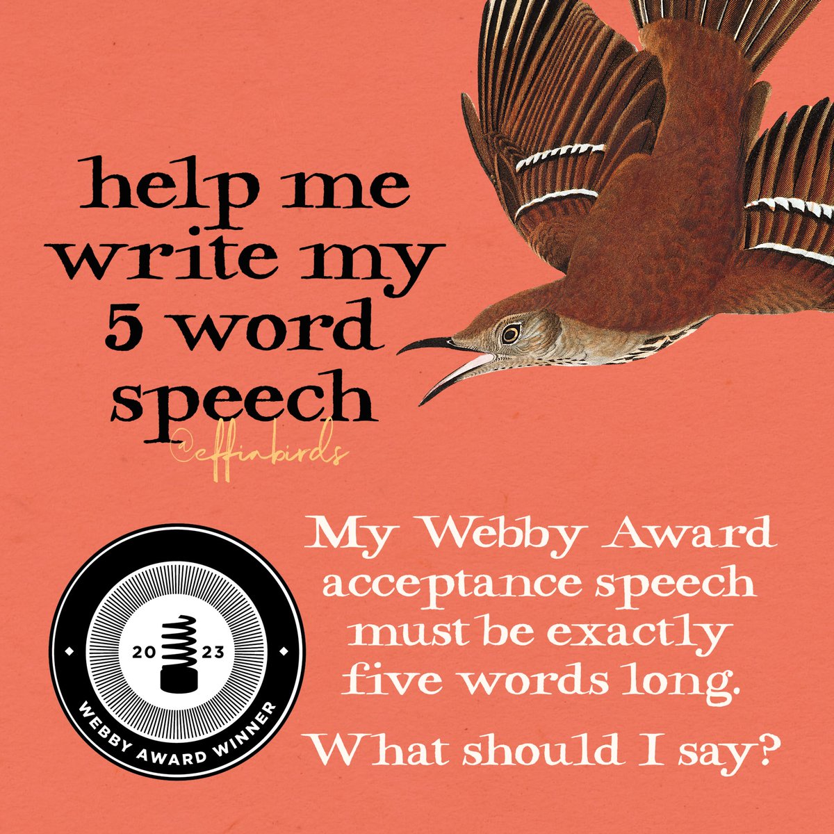 Effin' Birds tweet media