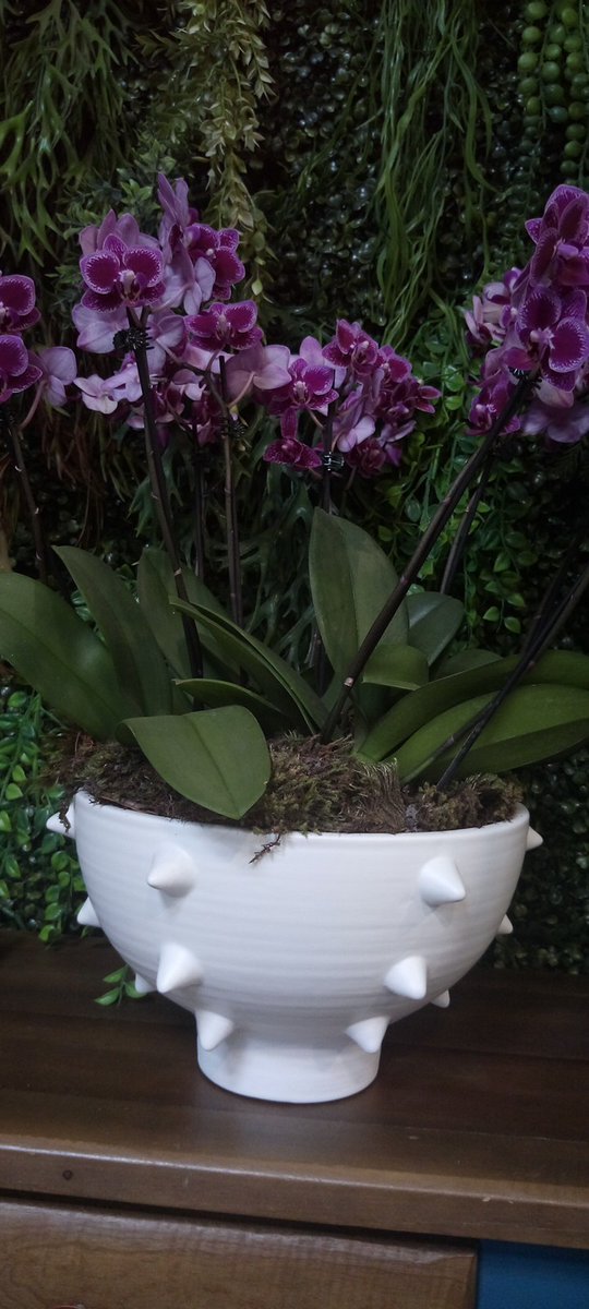 DePropositoVlog's tweet photo. #orquidea #flor #flores #Flowers #arranjo https://t.co/Nf7uhKUdRt