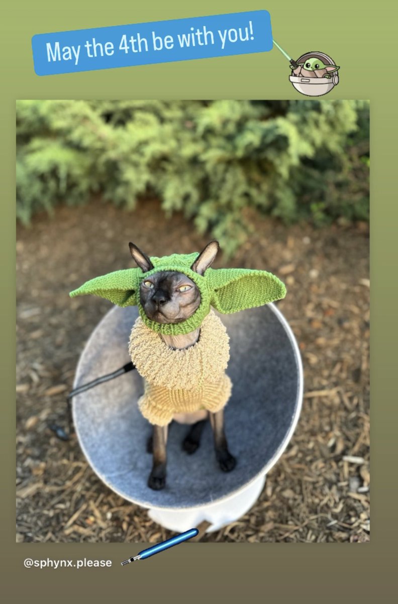 May the 4th be with you! 

You can follow Prince Hairy on Instagram <a href="/sphynx/">Dz</a>.please