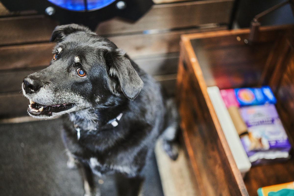 SubieSmithCO's tweet photo. Let's raise a paw to all the incredible dog parents out there who shower their furry friends with love and care! We're proud to partner with Dumb Friends League to support their mission and help dogs in need. Click this link for more information: https://t.co/nB1LF71M9c https://t.co/CJx0pvACn7