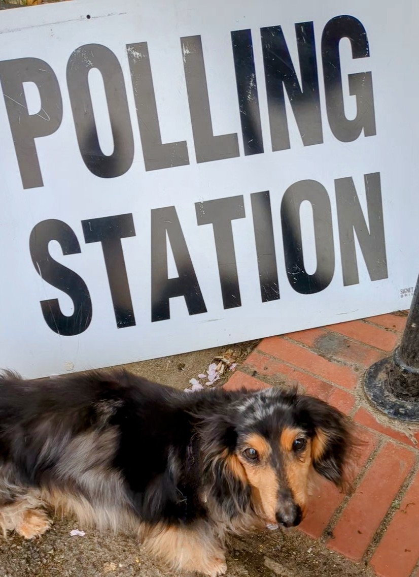 hilary_b's tweet photo. Muddles maybe 17 but he still likes to get out and exercise his constitutional rights.....however, he has said that he draws the line at pledging allegiance to the king! #DogsAtPollingStations #dogsarekingstoo https://t.co/vevODwZ0Cs
