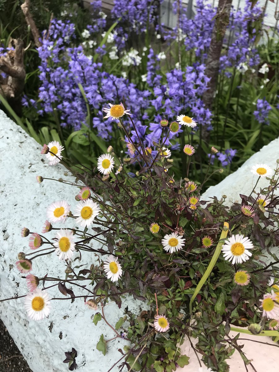 floweringpot's tweet photo. "This is the most moving, funny, beautiful and uplifting book I have read in a very long time. Thoroughly recommend!” What a lovely comment on The Rescue from a satisfied reader.... #writingcommunity #therescue #cornishauthor #writinglife https://t.co/GvhE1TsvVb