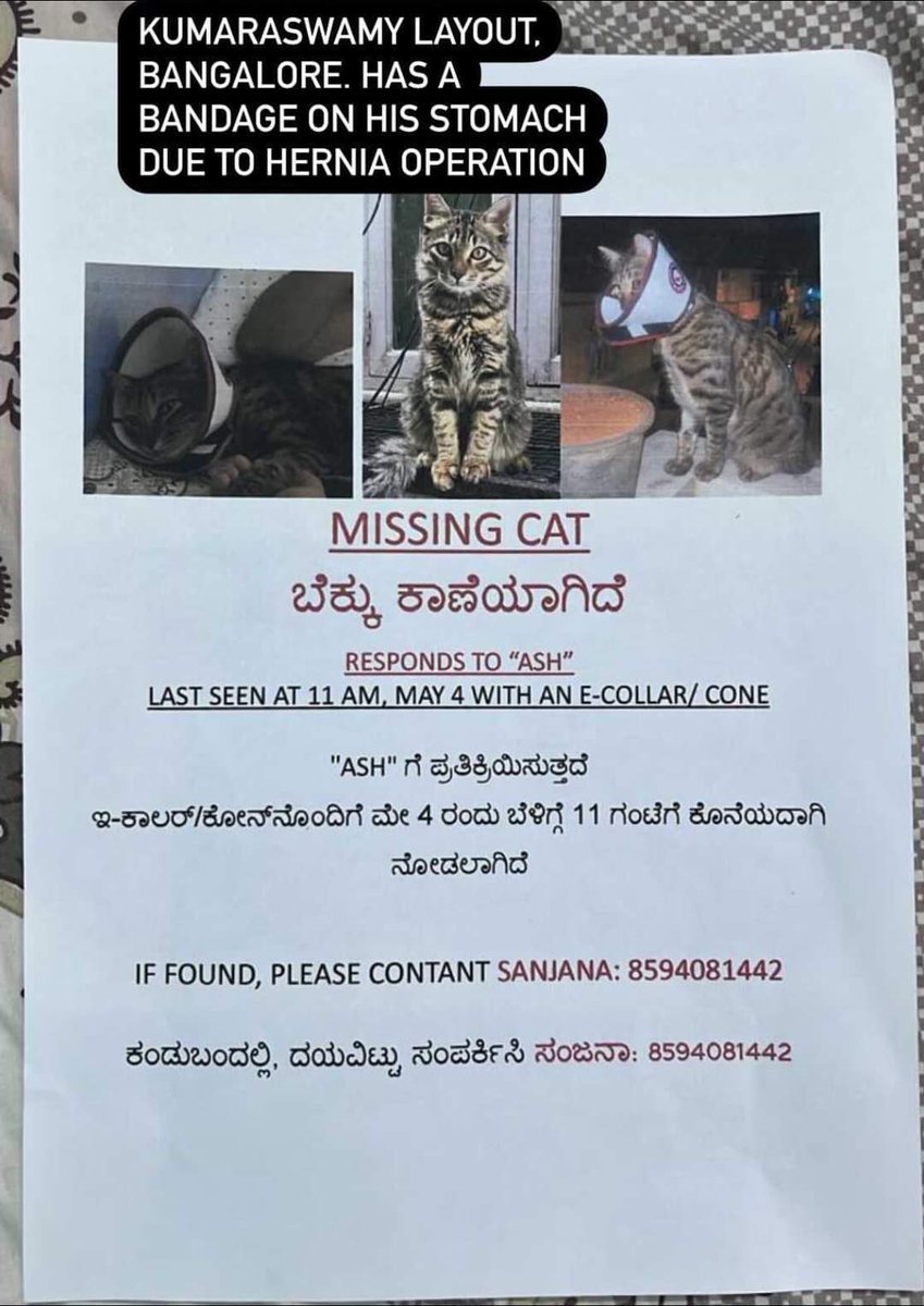 #MissingCats , #bengaluru ,#NammaBengaluru , #Catsontwitter cc: pl amplify ⁦⁦@PetsinBangalore⁩