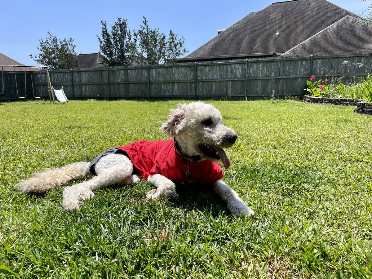 Kyonce88's tweet photo. Hey @RaginCajunsBSB @RaginCajuns @RaginCajunsSB @RaginCajunsFB  if you’re looking for a mascot, I have a handsome one right here! https://t.co/taDHyqO9q5