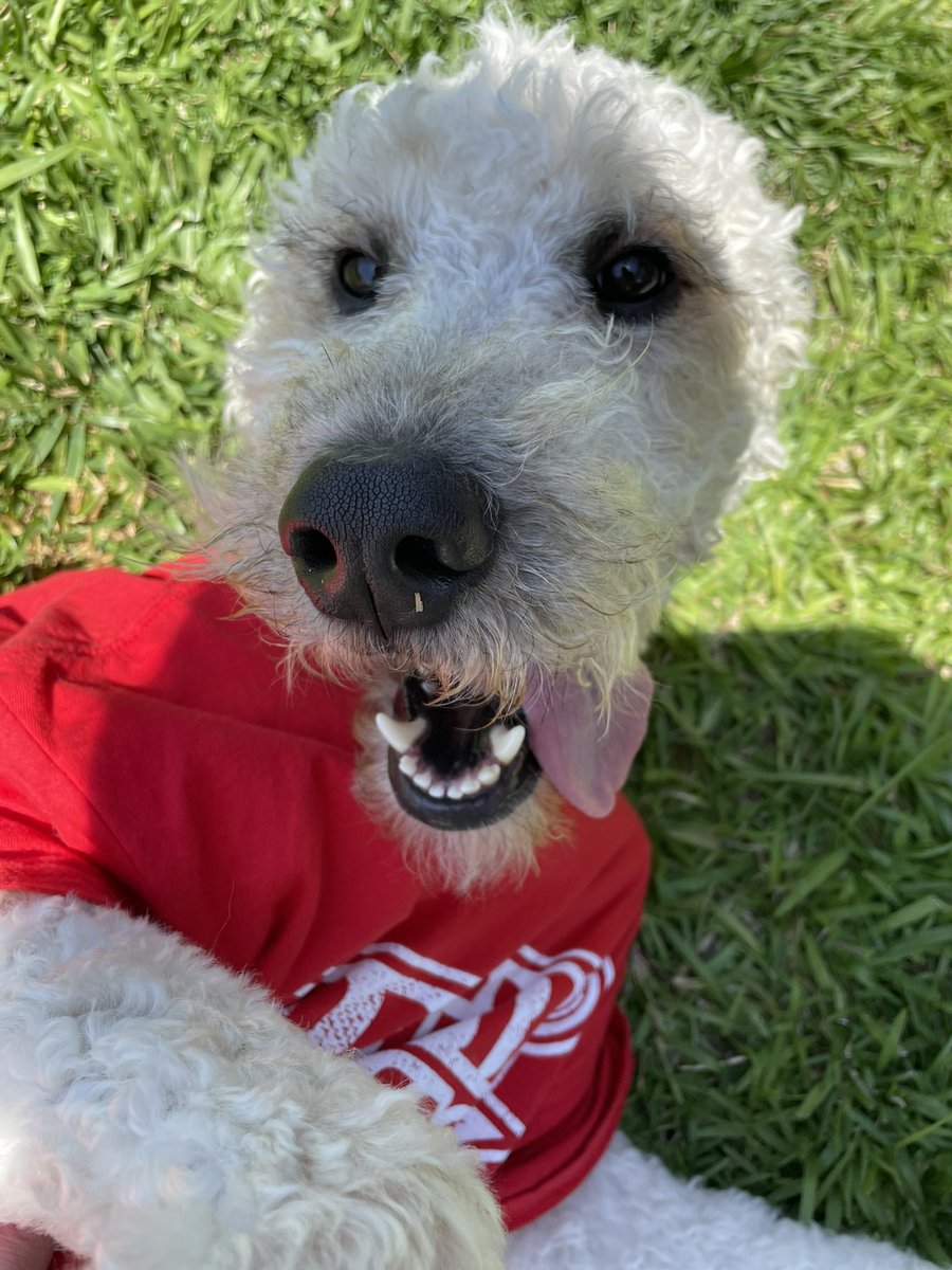 Kyonce88's tweet photo. Hey @RaginCajunsBSB @RaginCajuns @RaginCajunsSB @RaginCajunsFB  if you’re looking for a mascot, I have a handsome one right here! https://t.co/taDHyqO9q5
