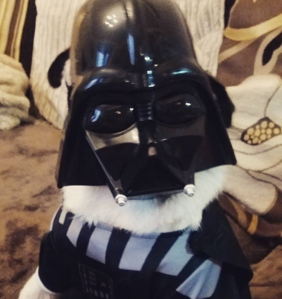sculptingpug's tweet photo. Mari makes a far too convincing Darth Vader
#May4thBeWithYou https://t.co/3PhQCn7eAO