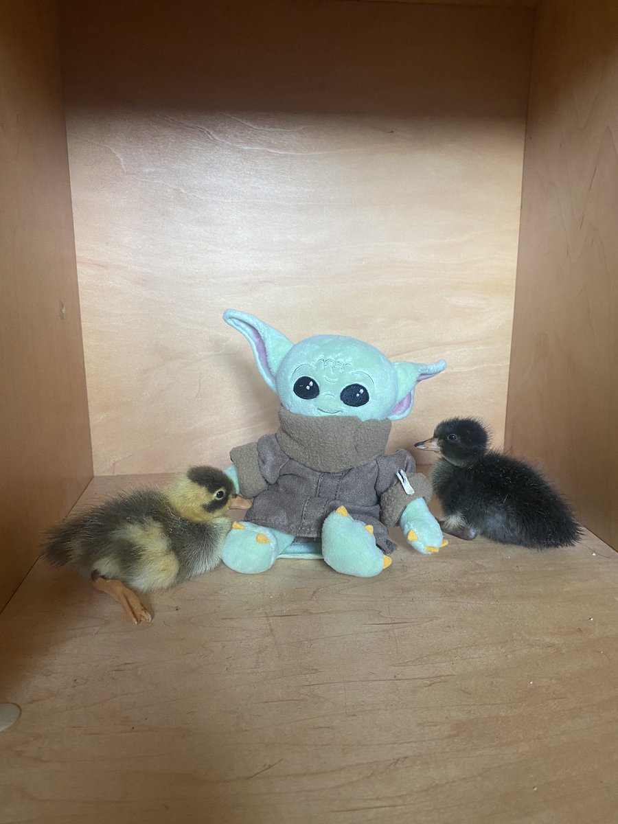 May the 4th with our new little duck friends!!