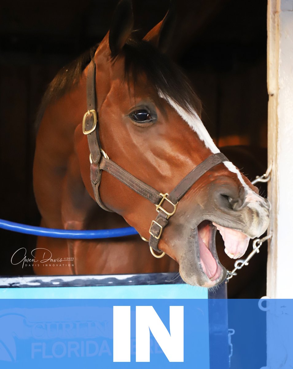 Romansracing's tweet photo. #CycloneMischief
#KyDerby https://t.co/uU6rpFzyTP