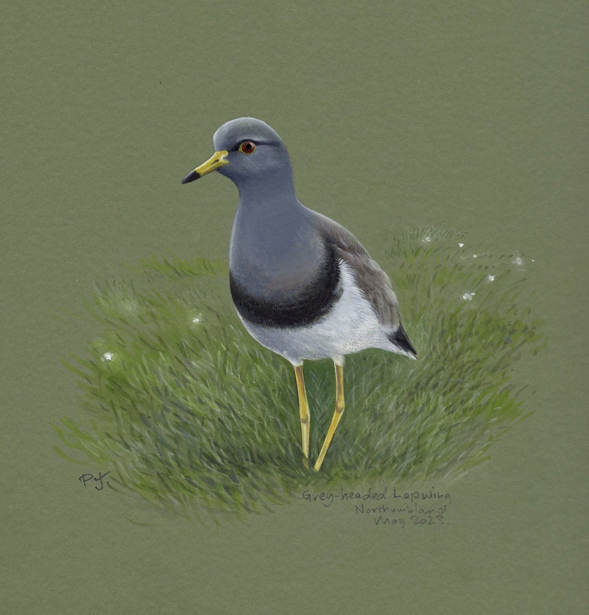 philjo61's tweet photo. Second go at tweeting this🙄but here is my attempt at the Grey-headed Lapwing currently residing in Northumberland, if anyone wants a print or the original please dm me ta🙂 #BirdsSeenIn2023 https://t.co/1tXNH4bXmS