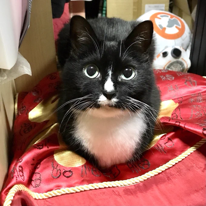 ネリ子。