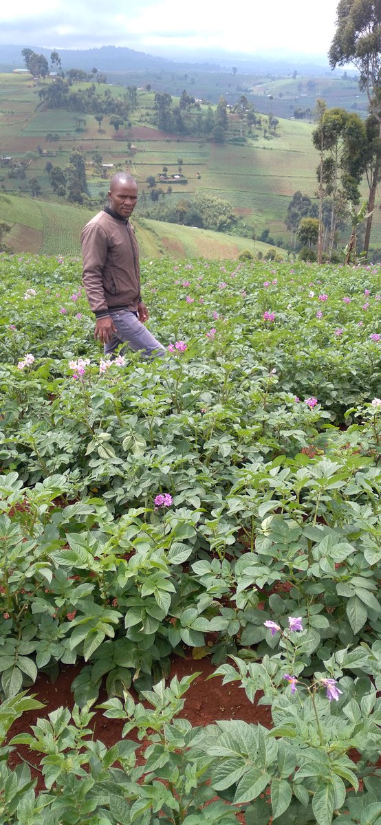 Fully controlled by Yara products <a href="/yarakenya/">YaraKenya</a> #MboleaNiyara