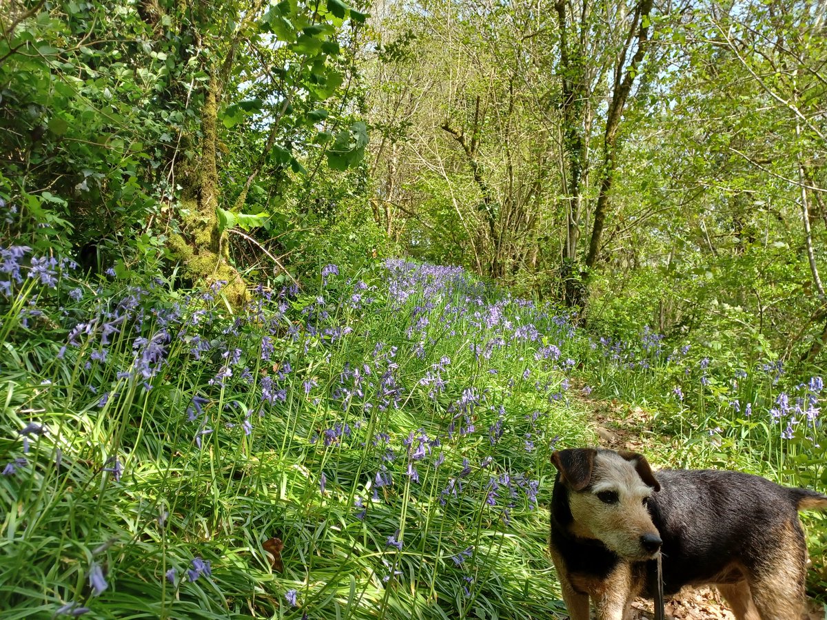 Old dog, lovely bluebells. Mmmmm smells divine when the sun is out.