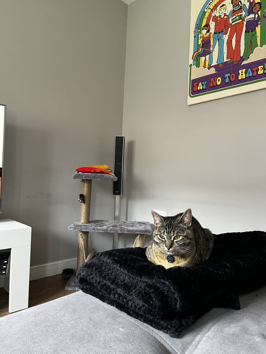 thecatmiso's tweet photo. 🍞😻 loaf https://t.co/pJyW08mQ1u
