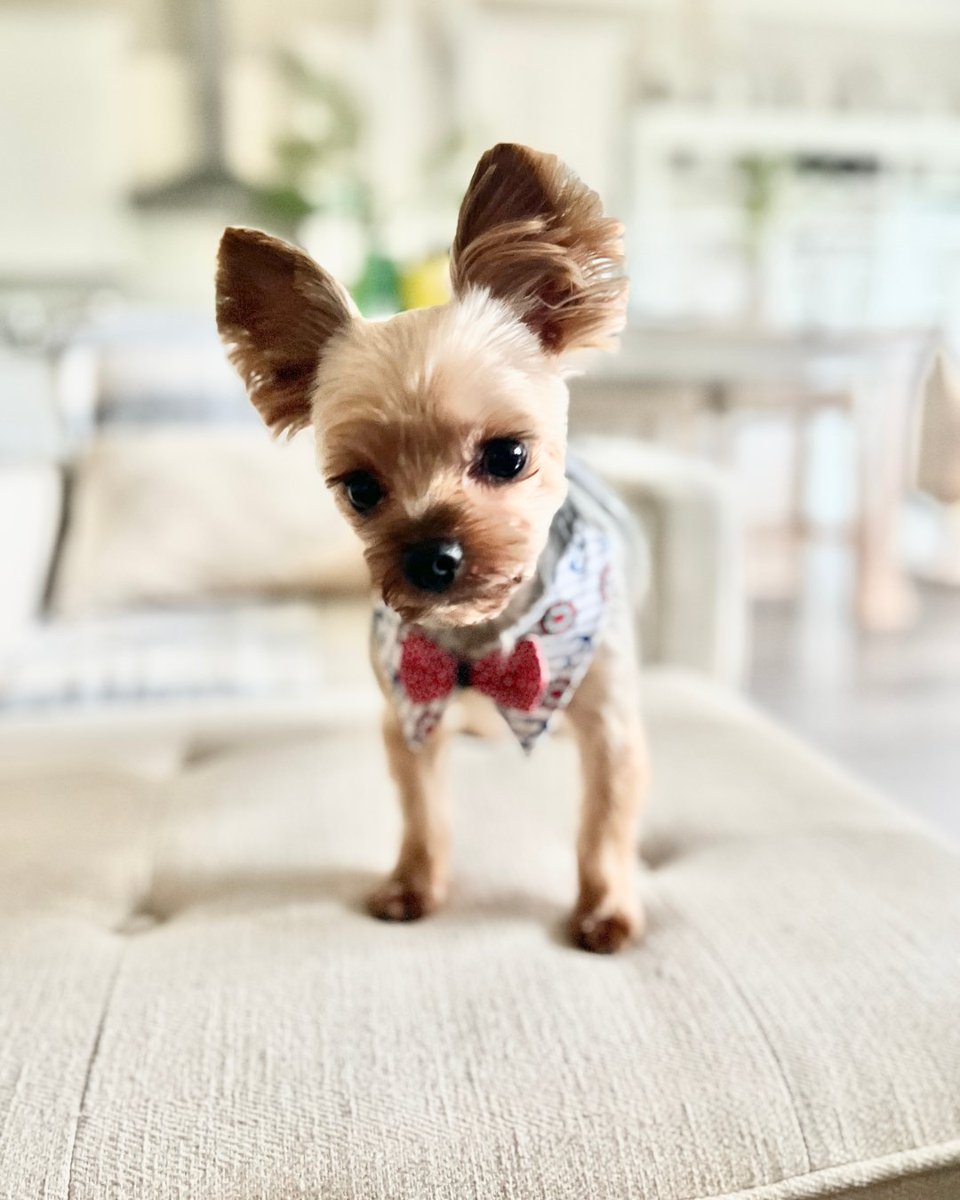 athomewithnikki's tweet photo. Friends, here are some tips on organizing your pet items to create a harmonious living space for you and your furry friends.

🐾 Create a designated area for your pet items.
Having a specific place for your pets' belongings can make a big difference in maintaining a clutter-free https://t.co/3uLFU8eMmI
