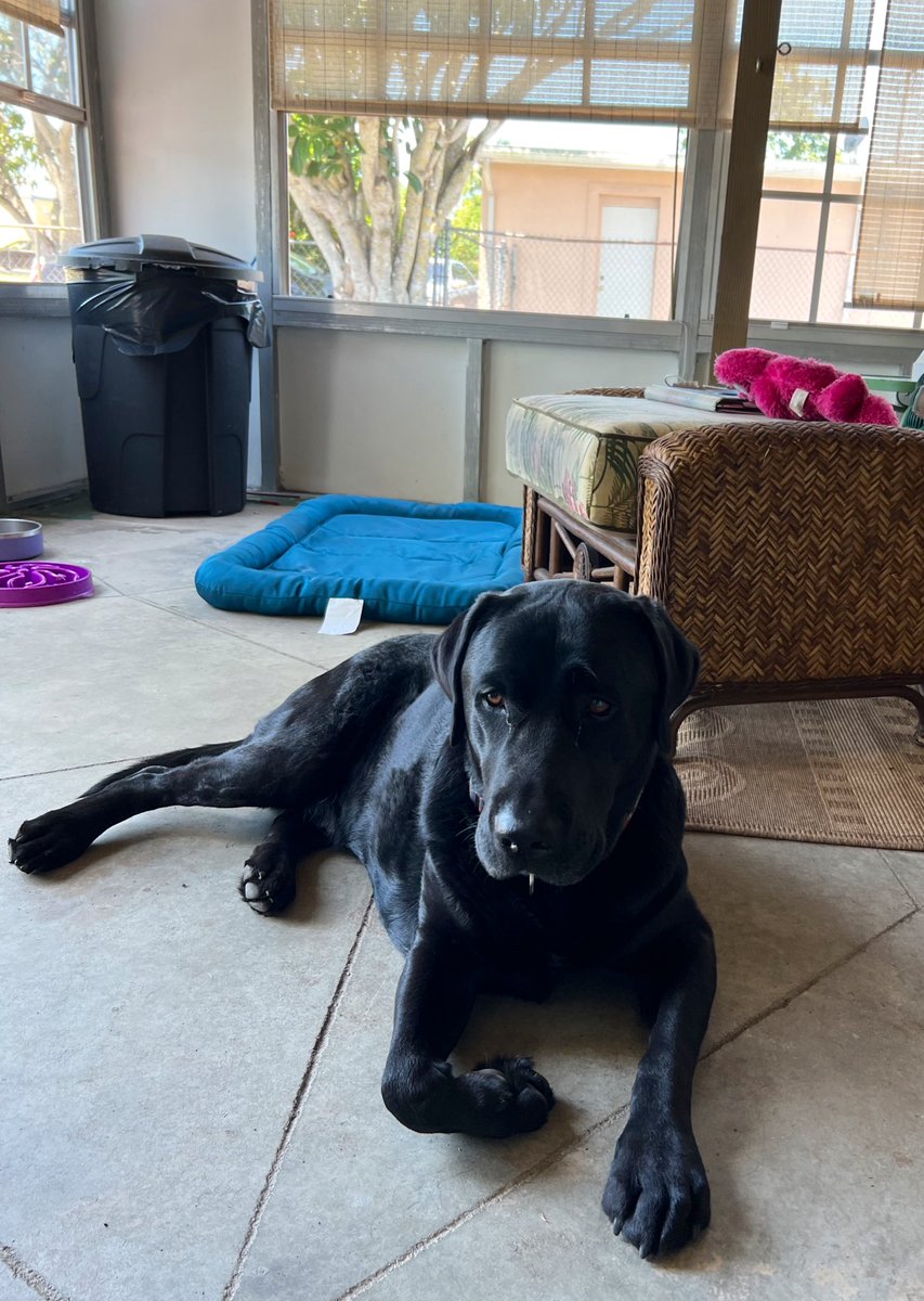 kallen4775's tweet photo. Well frens the house is done & ready to sell!! Cooper is NOT included with the house!! #dogsoftwitter #escapefromFlorida https://t.co/kgb28tGMRV