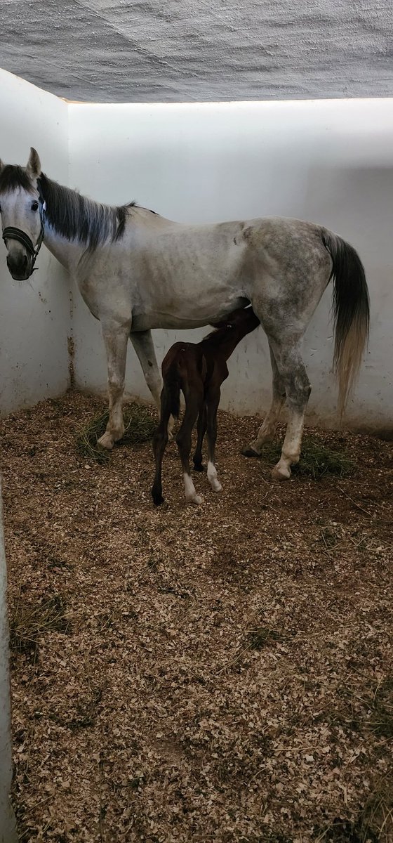 GenwaD's tweet photo. Surprise ... Newborn baby #horse ... 15 hours old ...
@GhinaNahfawi
#mechref #Lebanon
#equestrianlife https://t.co/IPl5ogyDp2