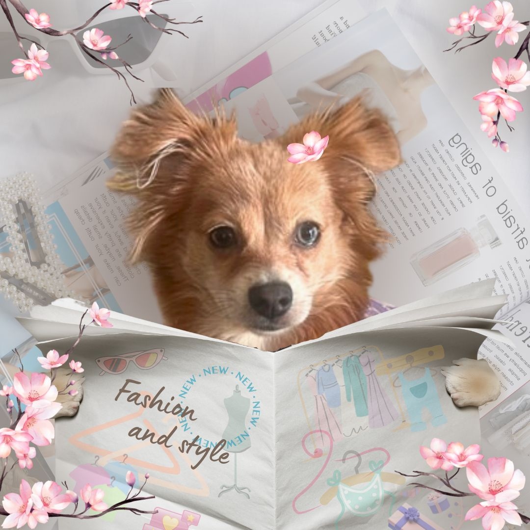 l_kovalova's tweet image. Sophie is happy with her new dress! Let her positive attitude be your motivation and help you successfully achieve your highest goals!⁠⁠
jimandlucywoods.com

🌸 #LittleMissSophie #motivation #takeyourfirststep #liveyourdreams❤️