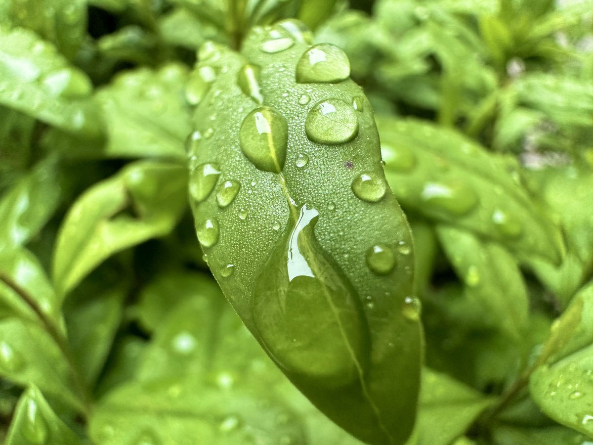 Spring finally arrived in Munich.