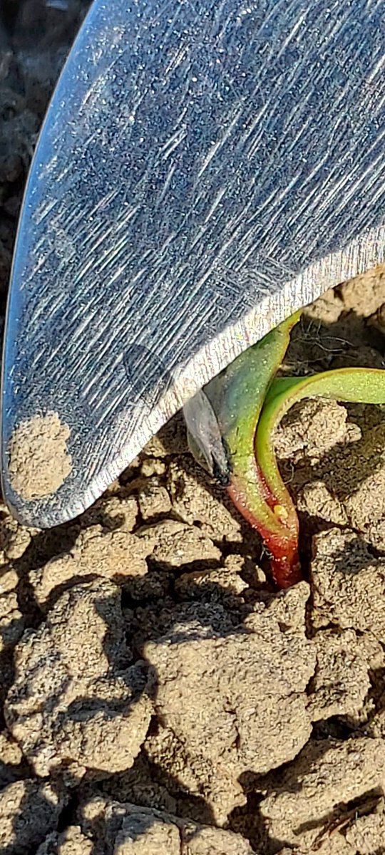 Eerste #zwarte_luizen ook al weer gespot in #suikerbieten