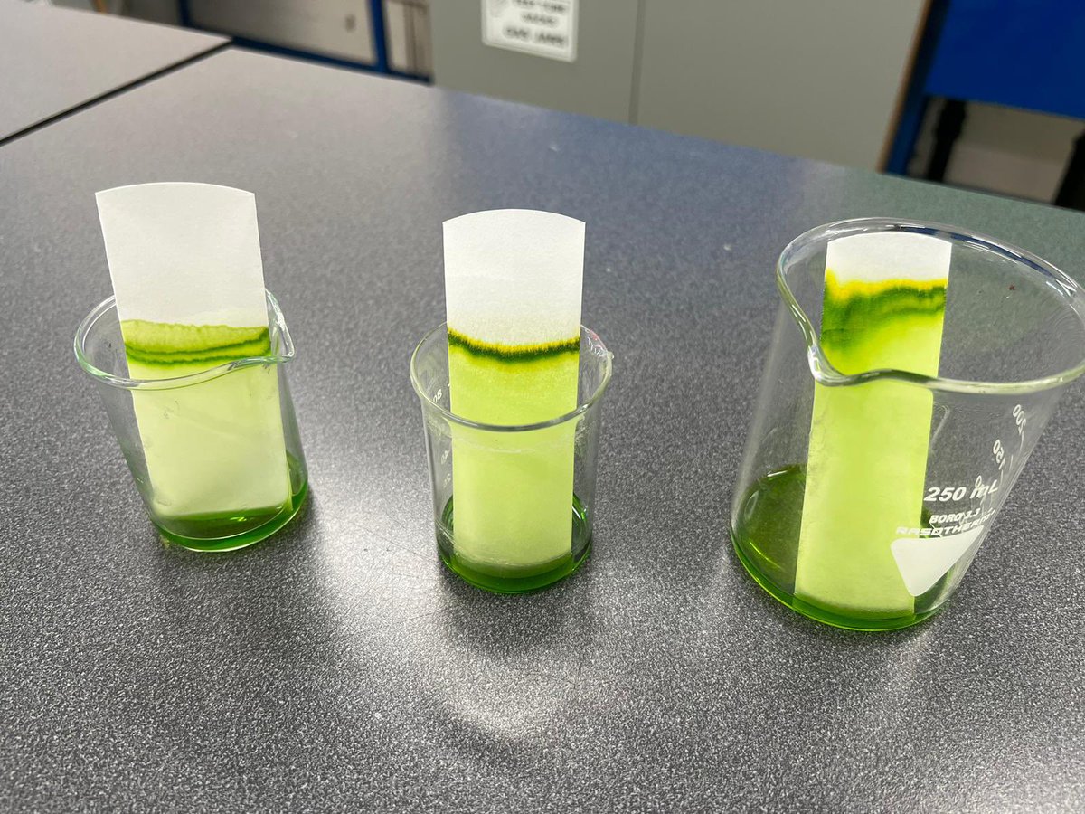 biology_mgs's tweet photo. Some beautiful chromatography from Miss Mitchell’s S1 class! Well done everyone! https://t.co/c35PA96XSc
