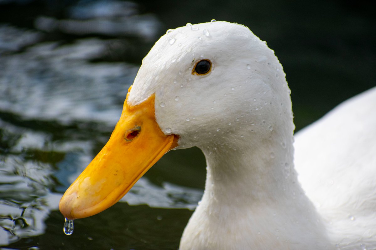 Luvin Arms Animal Sanctuary tweet media
