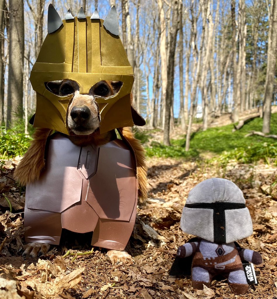 d_biegler's tweet photo. Happy Star Wars Day! 💫✨

Lily wants to know if she can get her costume #ArmorerApproved by @bigEswallz today!  This is the way! 

(Check her out on Instagram too! https://t.co/L4NqnS0ggJ) https://t.co/uhfXNljjWk