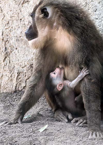begologa's tweet photo. Happy #InternationalDayOfTheDrill #drill #Dayofthedrill #apes #primate #oldworldmonkey #environment #Conservation #Biodiversité #biodiversity #wild #wildlifephotography #faune #planete #Nature #planet #earth #wildlifephotos #wildlifeprotection #ecosystems #insitu #species https://t.co/jLkXi8g4vY