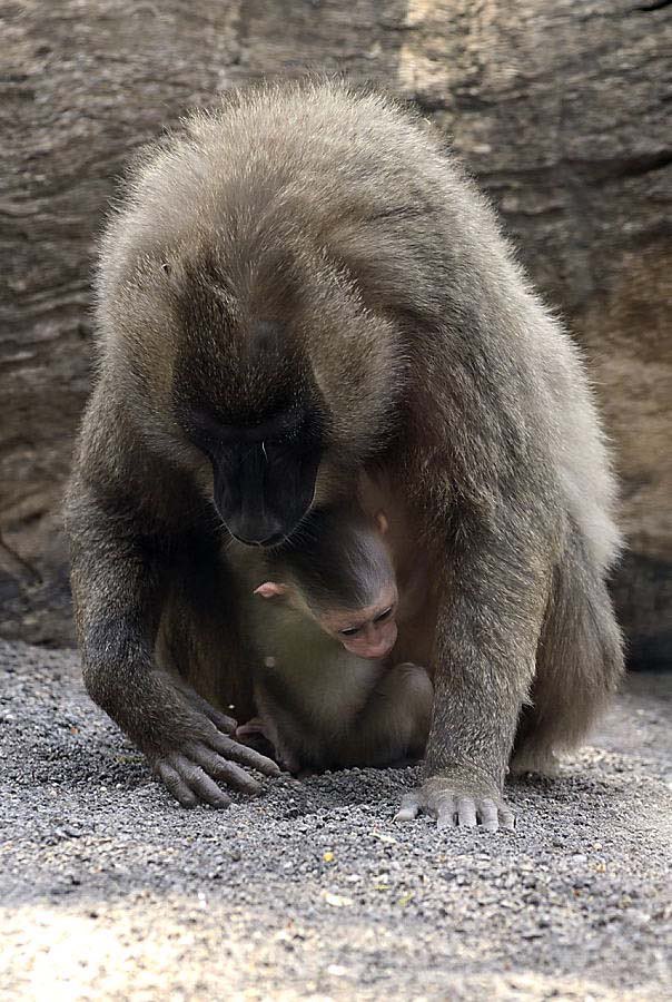begologa's tweet photo. Happy #InternationalDayOfTheDrill #drill #Dayofthedrill #apes #primate #oldworldmonkey #environment #Conservation #Biodiversité #biodiversity #wild #wildlifephotography #faune #planete #Nature #planet #earth #wildlifephotos #wildlifeprotection #ecosystems #insitu #species https://t.co/jLkXi8g4vY