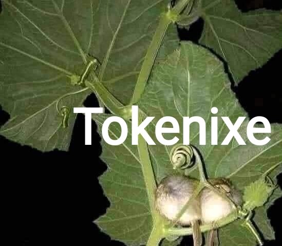 MAKSUDUL π² tweet media