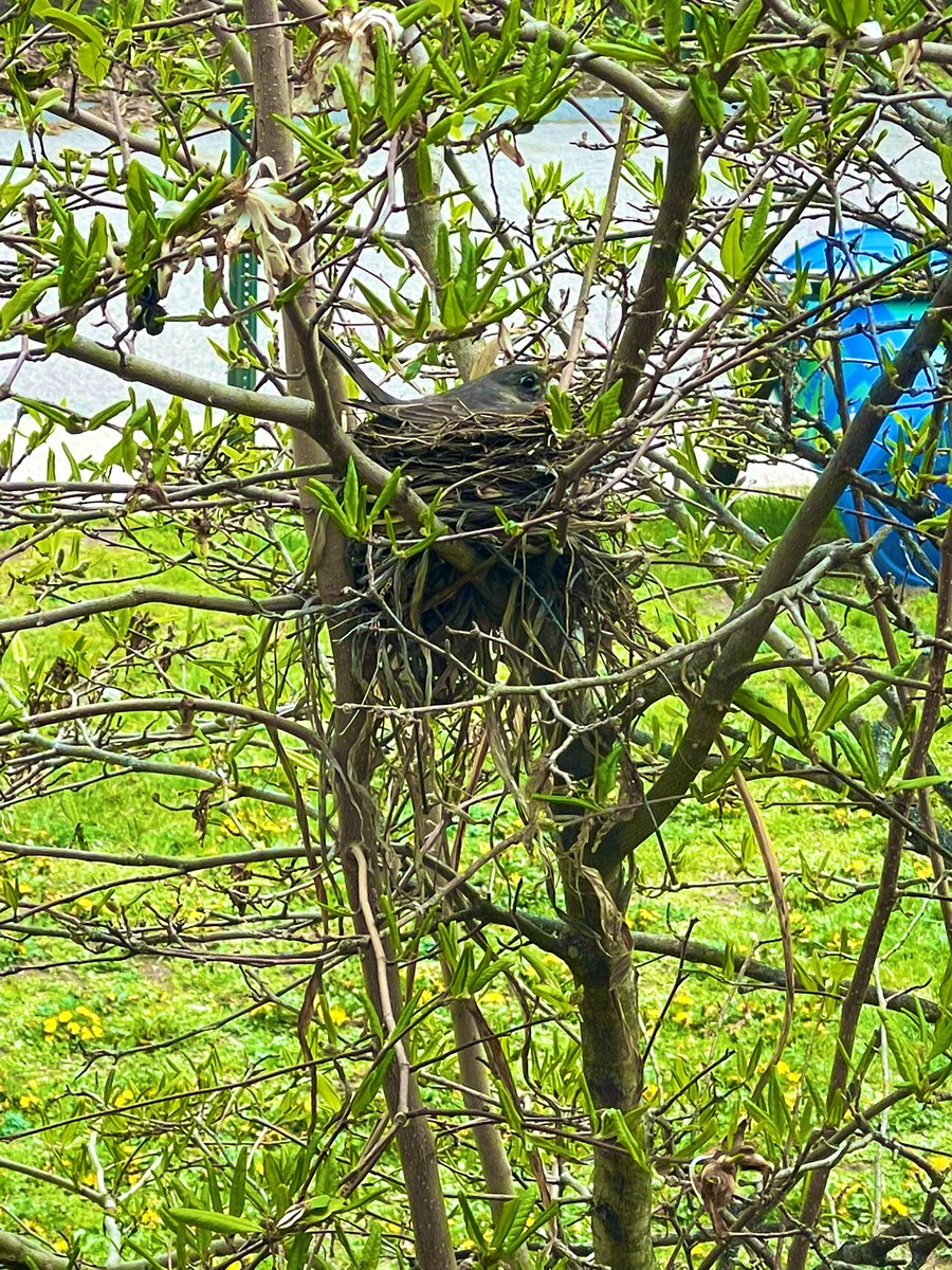 Mrs Sheehan tweet media