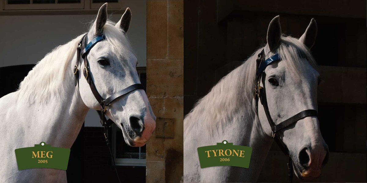 Meet the horses!

🐴 Icon
🐴 Shadow
🐴 Milford Haven
🐴 Newark
🐴 Echo
🐴 Knightsbridge
🐴 Meg
🐴 Tyrone

These eight ‘Windsor Greys’ will be centre-stage on Saturday as they pull the Gold State Coach in the #Coronation procession: royal.uk/news-and-activ…