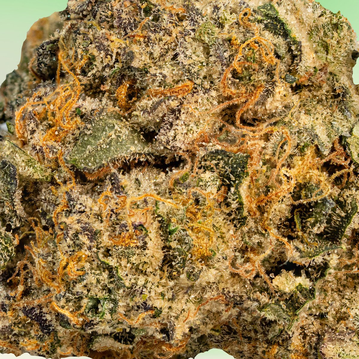 _THCDesign's tweet image. Jolly Rancherz (Green Apple) is nug of the week!

Jolly Rancherz is a limited edition Indica cross of Sunset Sherbert X Zkittles featuring δ-Limonene, β-Caryophyllene and Linalool as its dominant terpenes. #thcdesign #jollyrancherz