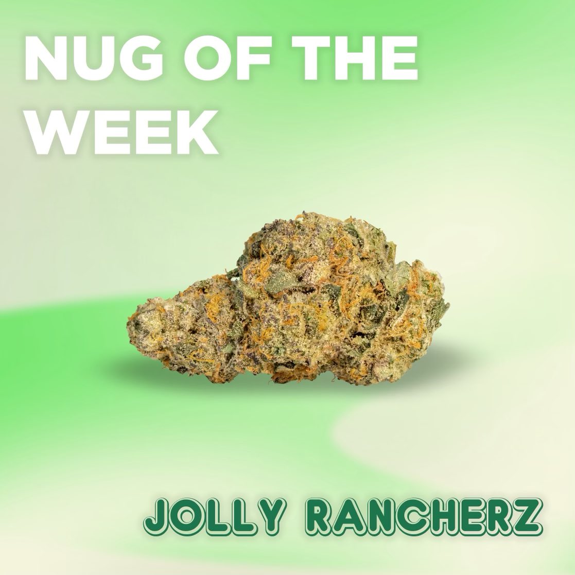 _THCDesign's tweet image. Jolly Rancherz (Green Apple) is nug of the week!

Jolly Rancherz is a limited edition Indica cross of Sunset Sherbert X Zkittles featuring δ-Limonene, β-Caryophyllene and Linalool as its dominant terpenes. #thcdesign #jollyrancherz