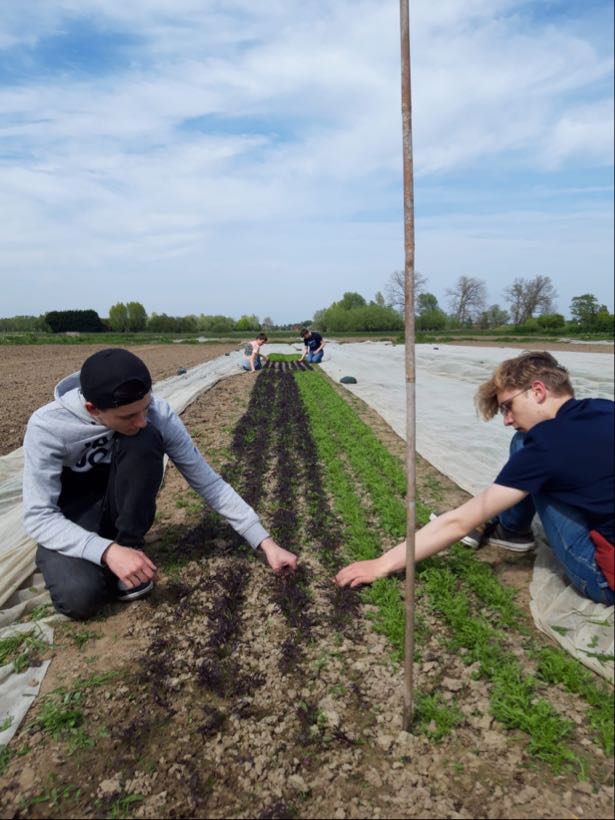 BAPitzemburg's tweet image. Vandaag trokken leerlingen van het 4de jaar, zowel uit het reguliere als uit het buitengewoon onderwijs, samen naar een bioboer in Zemst. Het was een mooie samenwerking  en voor herhaling vatbaar. Volgend schooljaar meer van dat. @GO_onderwijs 
#helemaalGO @StadMechelen #SDG4