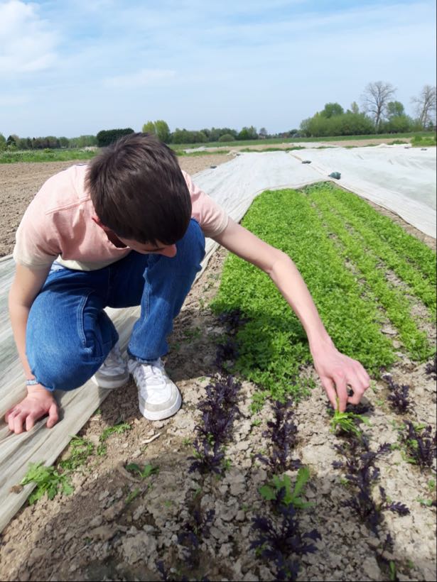 BAPitzemburg's tweet image. Vandaag trokken leerlingen van het 4de jaar, zowel uit het reguliere als uit het buitengewoon onderwijs, samen naar een bioboer in Zemst. Het was een mooie samenwerking  en voor herhaling vatbaar. Volgend schooljaar meer van dat. @GO_onderwijs 
#helemaalGO @StadMechelen #SDG4
