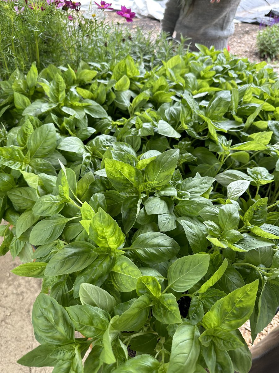 ward8well's tweet photo. POP UP EVENT w/ @ShareaSeed: We have FREE flowers, herbs, and NEW garden tools to give away to community! Stop by The Well today between 1-5pm to get your free garden items. 

#ward8 https://t.co/gP9So2u0SY