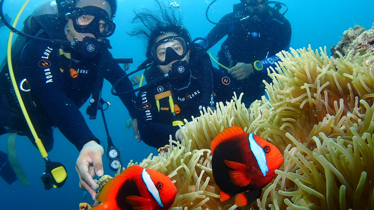 Incredible #ScubaDiving imagery from #Anilao diving destination📷
