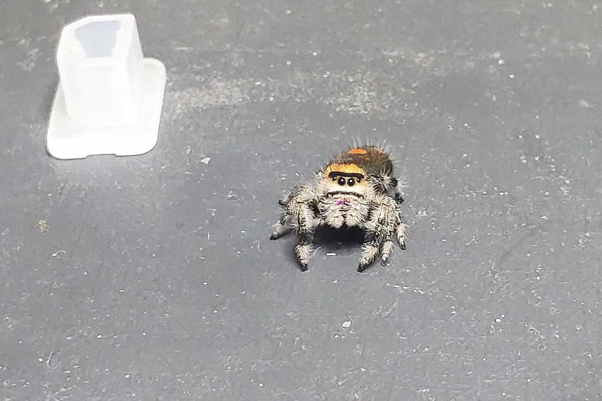 I love jumping spiders！they act just like cats! This is my optimization of the 2018 design, and p2.3.4 is my pet