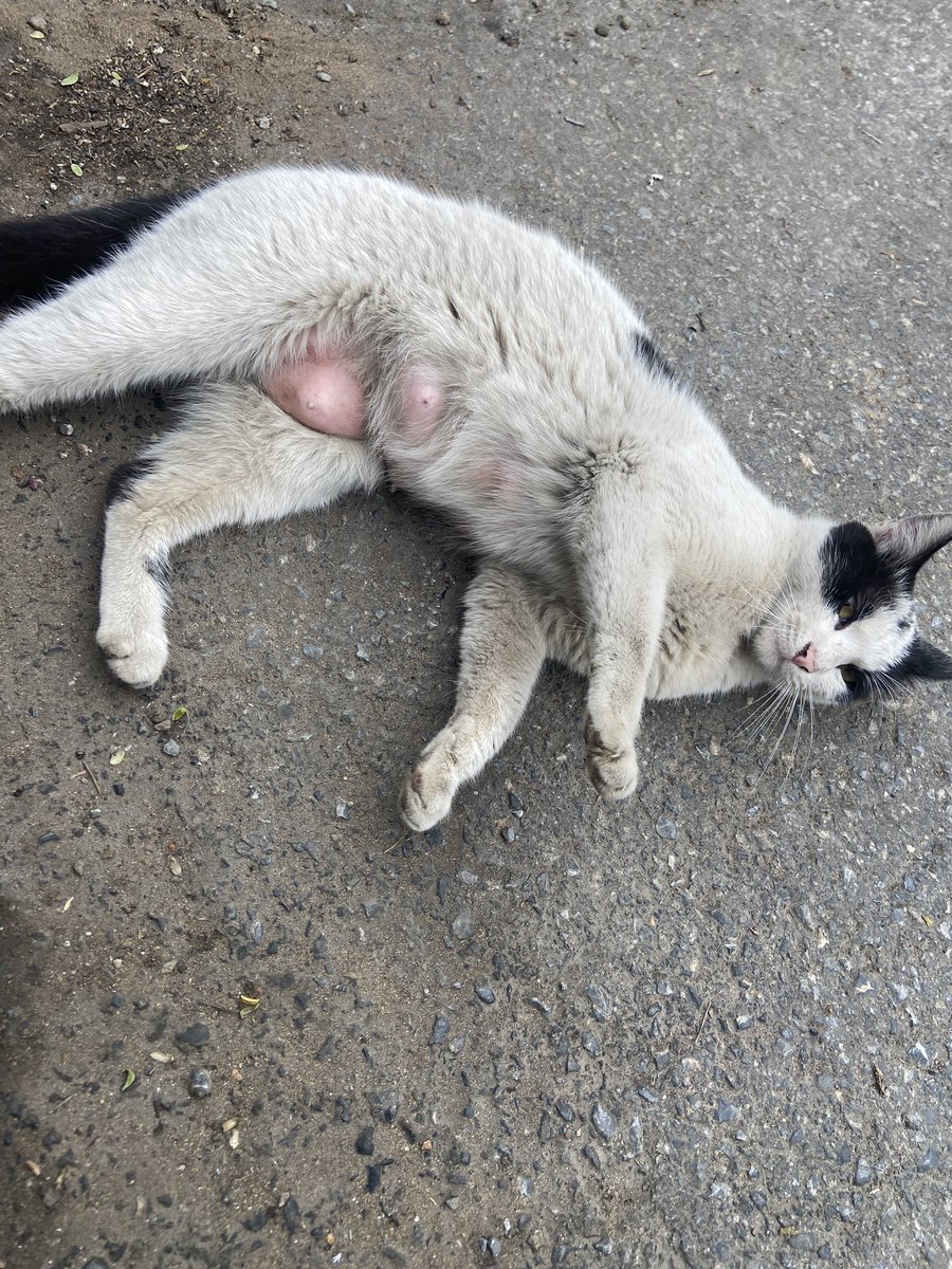patiarkadas's tweet photo. Arkadaşlar bu çocuk buralara bir yere bir doğum yaptı ama muhtemelen ya kaybetti çocuklarını ya da reddetti. Memeleri süt dolu.Süt anne arayan kimse var mıdır, alıp getirsem.Yoksa da ne yapmak gerekir böyle bir durumda çocuğu rahatlatmak için? @talhaozkaya 

#satinalmasahiplen https://t.co/edvvEiP812