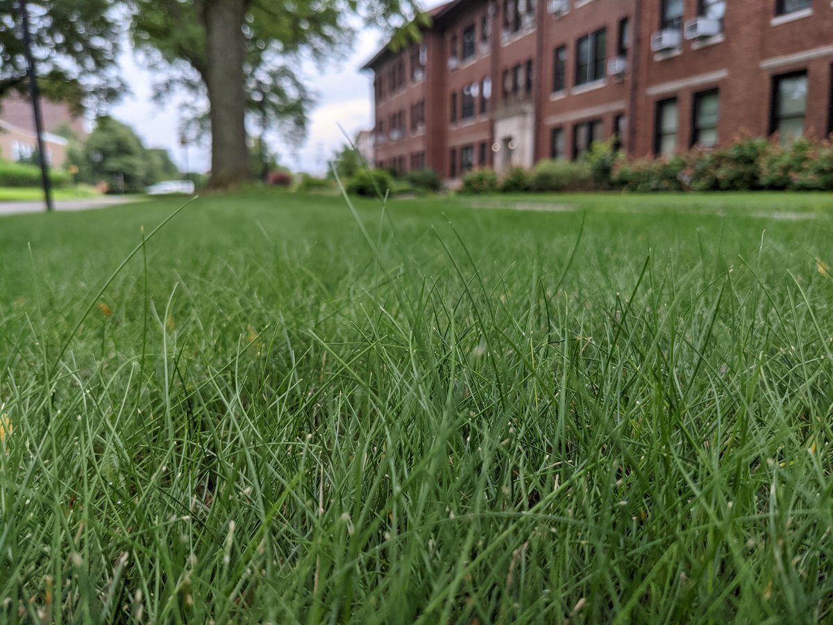 LowInputTurf's tweet image. Here are 7 free extension publications recently released on #LowInputTurf fine fescues and more by @PurdueHortExt @PurdueTurfDoc @hortbizpurdue @Ross_Braun @erictwatkins @UMNTurf @PurdueHortLA 

See the links in the thread below.