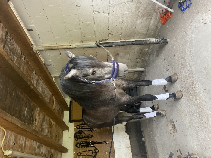 Vliegenschimmel PRE ruin paardenhandelaren.com/paardenhandel/… #paarden