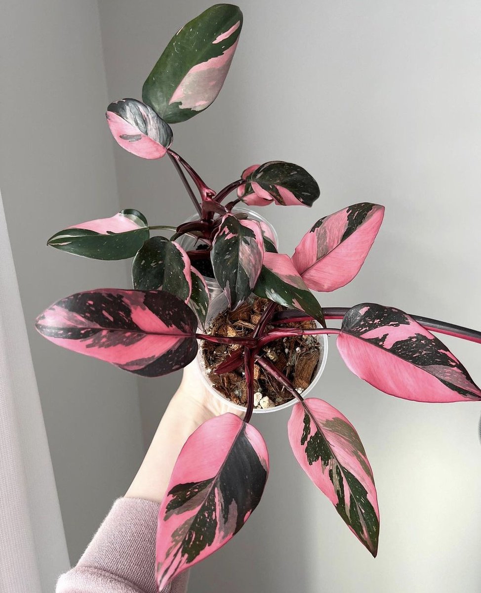 HobbyistPlant's tweet photo. Look at all that pink! 🌿 https://t.co/gTG1MAcsxr