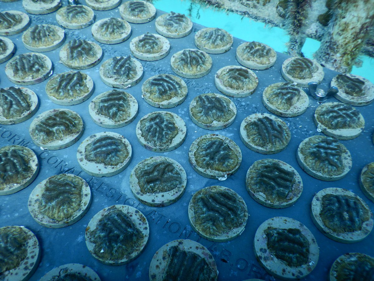X_Reefs's tweet photo. One of the most important requirements for our #XREEFS hybrid structures is that they have high #coral cover (>25%). That number is well above the coral cover of most Florida reefs, which has declined to <10% in recent decades.
😞
Thu, one of the primary tasks for our team is... https://t.co/01qr3I7VvB